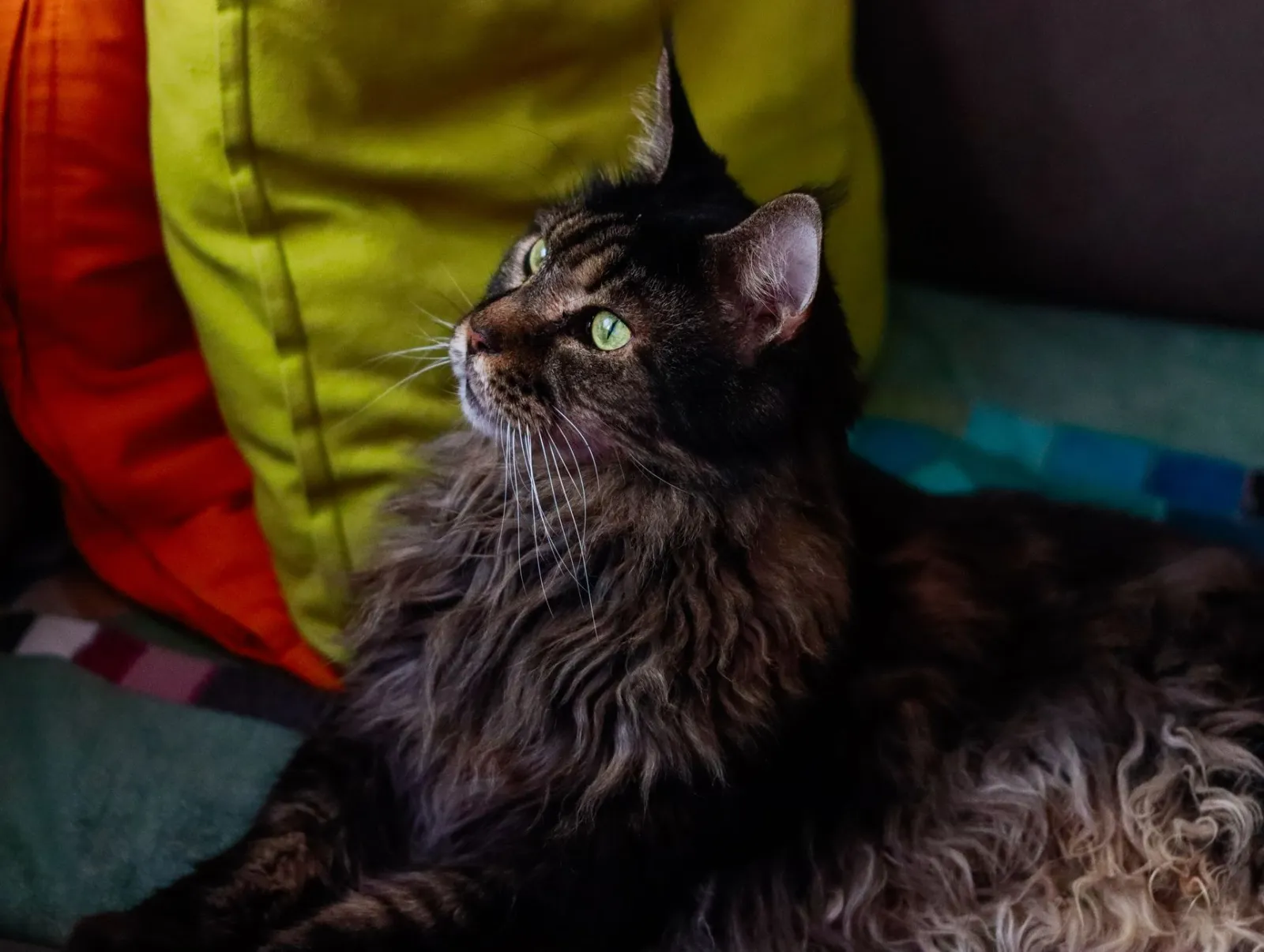 Maine Coon pijący z fontanny